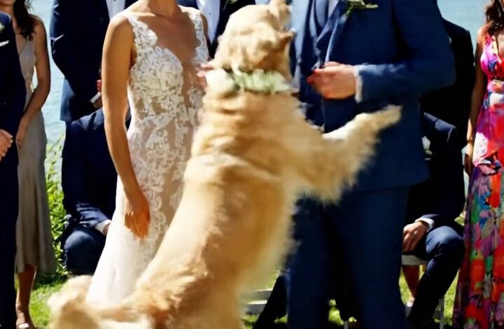 Le jour de mon mariage, mon chien bien-aimé s'est soudainement jeté au marié, aboyant et le mordant devant tout le monde. Je pensais que c'était de la panique jusqu'à ce que je découvre la vérité derrière ça... et que j'éclate en larmes. Histoires vraies